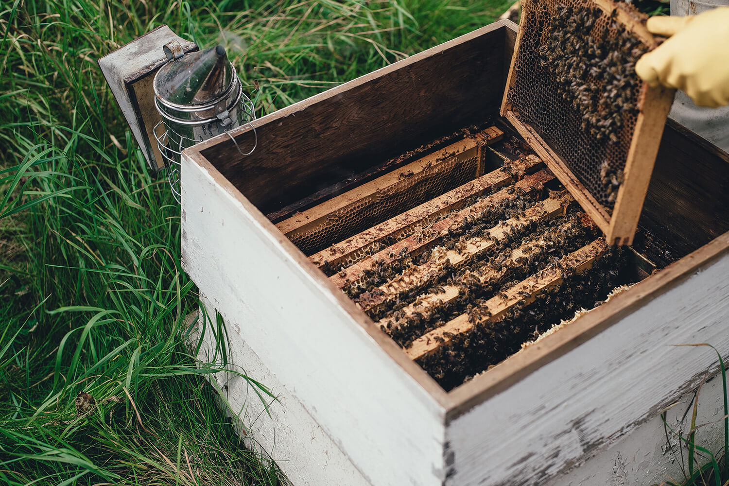 Bienenstock offen