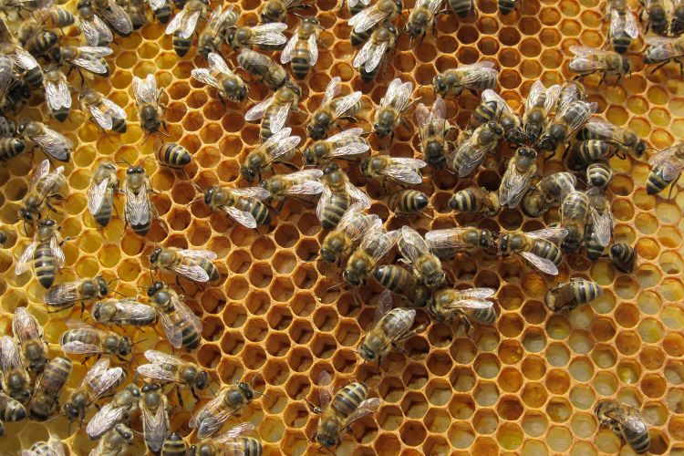 Bienenwaben mit Bienen